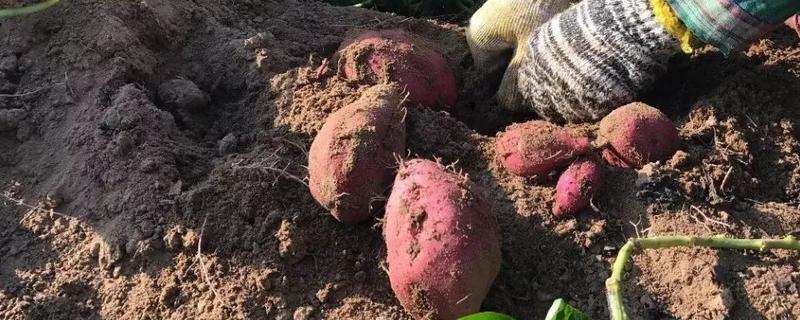 山芋怎么种