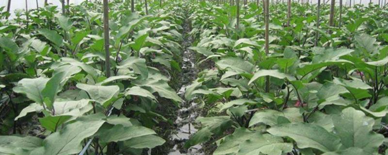 怎么种植大棚茄子