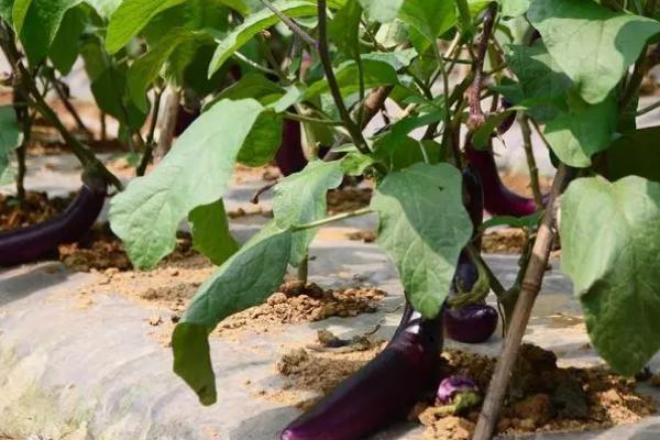 怎么种植大棚茄子，温室中要采取覆盖地膜等保温措施