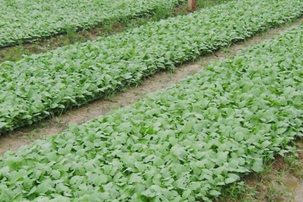 怎么种植大棚茄子，温室中要采取覆盖地膜等保温措施