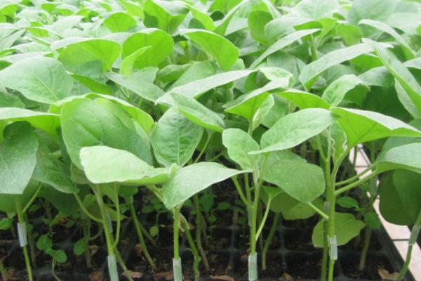 怎么种植大棚茄子，温室中要采取覆盖地膜等保温措施