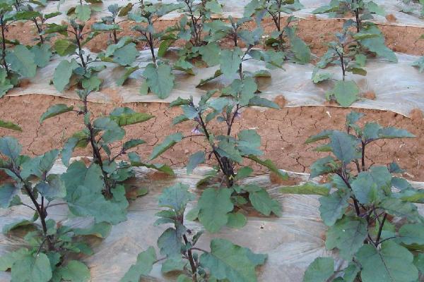 怎么种植大棚茄子，温室中要采取覆盖地膜等保温措施