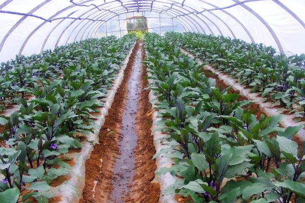 怎么种植大棚茄子，温室中要采取覆盖地膜等保温措施