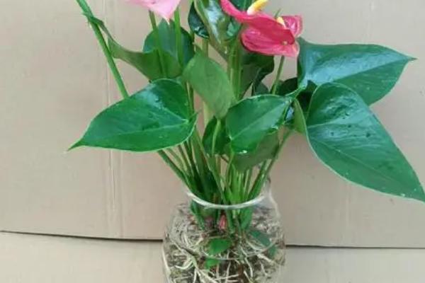 水培花卉常见品种，君子兰、常春藤等品种可在静水环境中生长