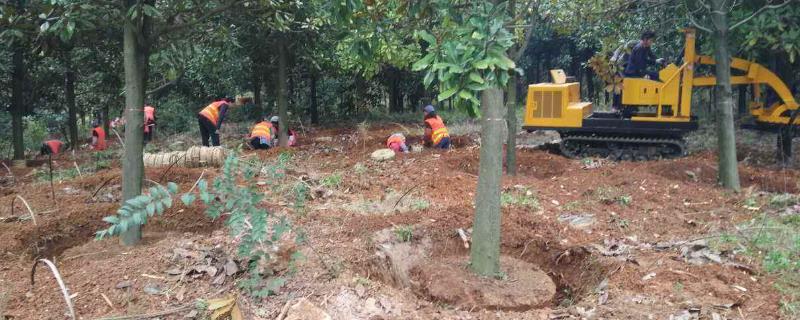 春季移栽苗木常见问题