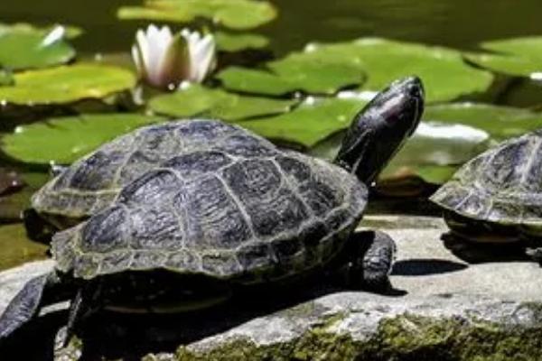 乌龟为什么不愿意下水，