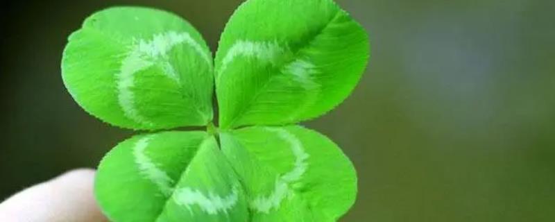 四叶草的花语是什么