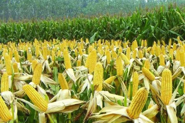 杂交玉米制种要点，制种田块要定向育苗