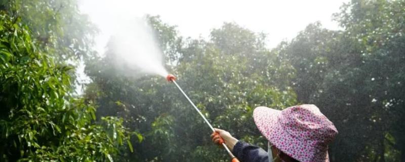 荔枝树叶尖焦枯如何用药