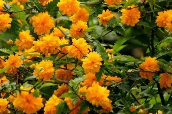 棣棠花的花语是什么，花语是高贵