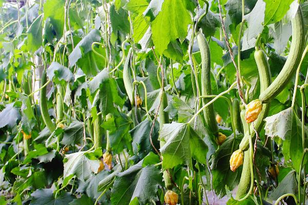 夏天丝瓜旺长如何处理，可控施氮肥并喷施矮壮素