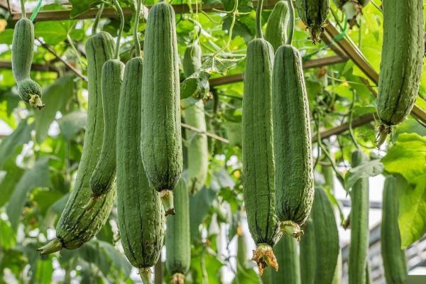 夏天丝瓜旺长如何处理，可控施氮肥并喷施矮壮素