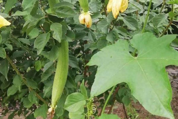 夏天丝瓜旺长如何处理，可控施氮肥并喷施矮壮素