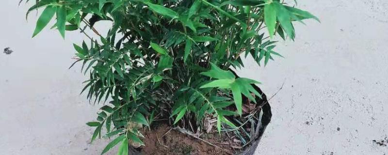 观音竹土培的养殖方法
