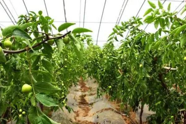 寒冷时节如何消灭枣树害虫，彻底清园可减少虫源