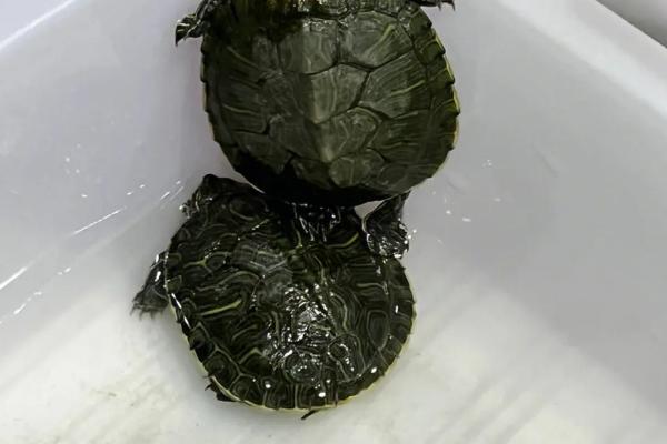 巴西龟的换水频率，缺少过滤装置时应每隔3-4天换1次