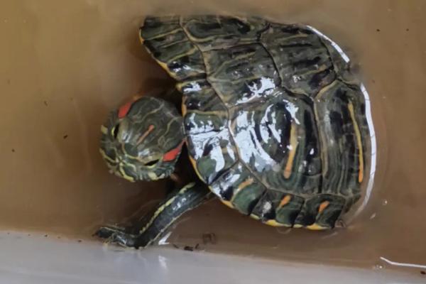 巴西龟的换水频率，缺少过滤装置时应每隔3-4天换1次