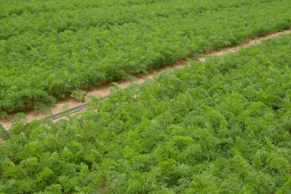 东北地区何时种植胡萝卜，每年6-7月份为适宜种植期