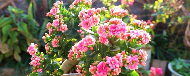 长寿花苗怎么种