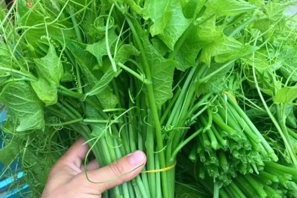 龙须菜收获时间，每年9-11月份为采收期