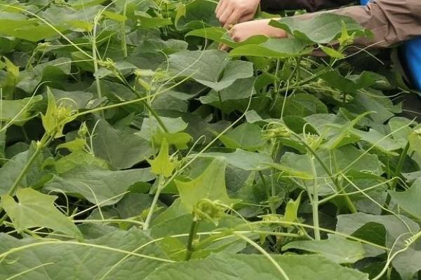 龙须菜收获时间，每年9-11月份为采收期