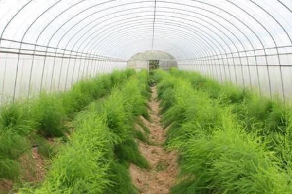 种植芦笋怎么施肥，肥料一般以复合肥为主