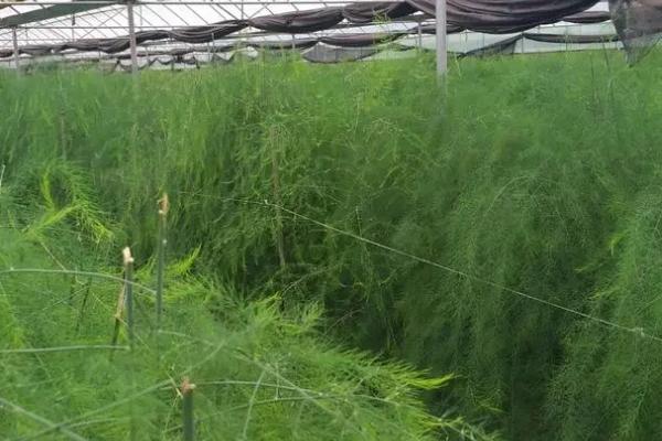 种植芦笋怎么施肥，肥料一般以复合肥为主