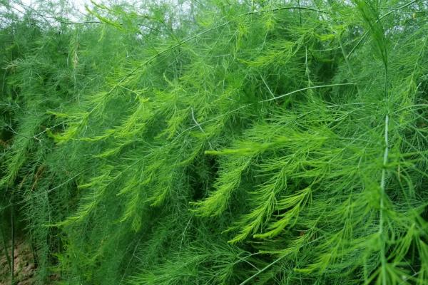 种植芦笋怎么施肥，肥料一般以复合肥为主