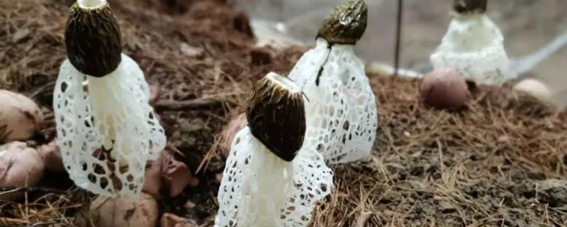 竹荪的种植方法