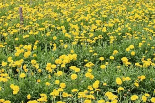 蒲公英使用什么肥料，施肥类型取决于生长阶段