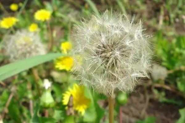 蒲公英使用什么肥料，施肥类型取决于生长阶段