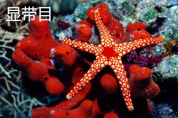 海星有几只脚，所谓的脚其实是腕