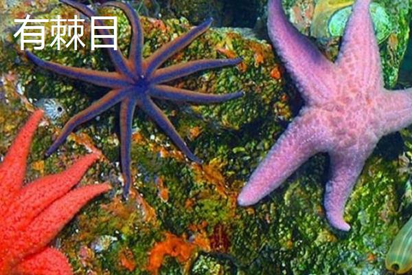 海星有几只脚，所谓的脚其实是腕