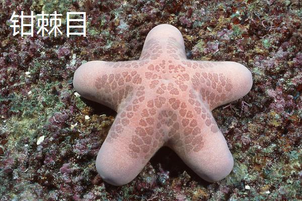海星有几只脚，所谓的脚其实是腕