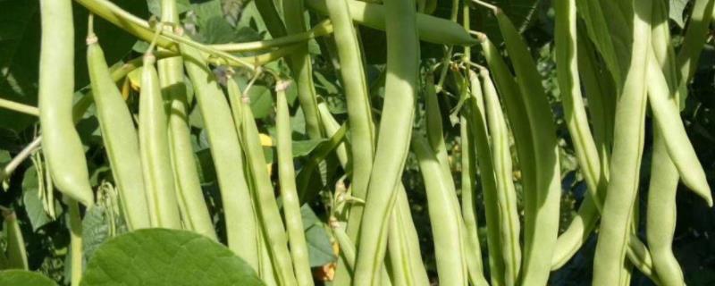 四季豆丰产种植技术