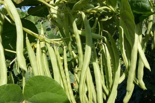 四季豆丰产种植技术，根据气候选择合适品种