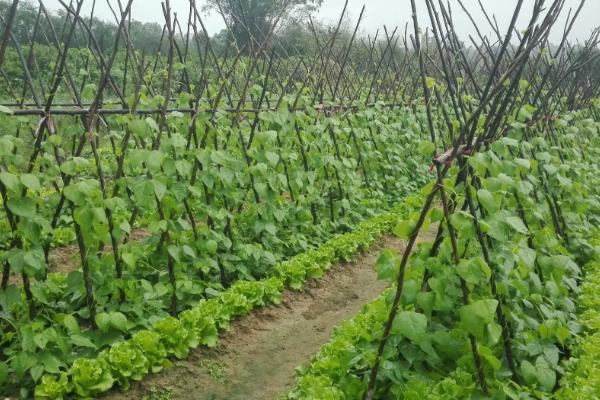 四季豆丰产种植技术，根据气候选择合适品种