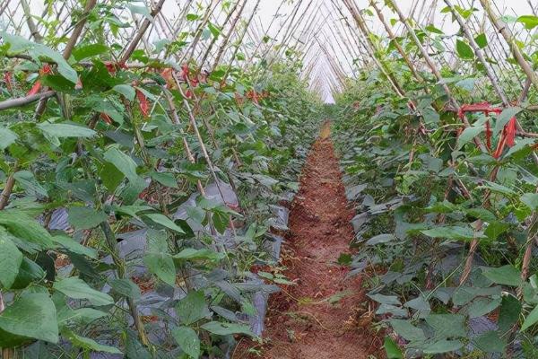 四季豆丰产种植技术，根据气候选择合适品种
