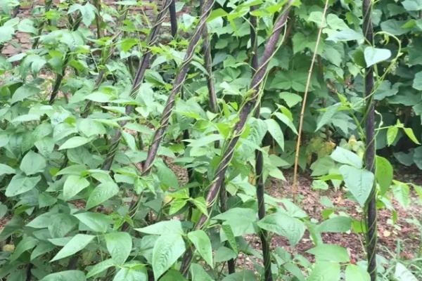 四季豆丰产种植技术，根据气候选择合适品种