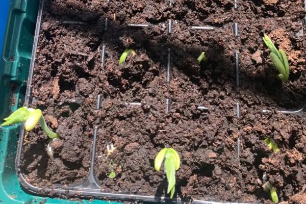 四季豆丰产种植技术，根据气候选择合适品种