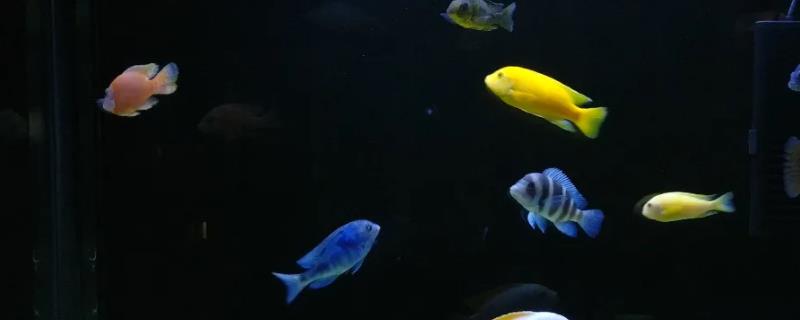 三湖慈鲷的寿命