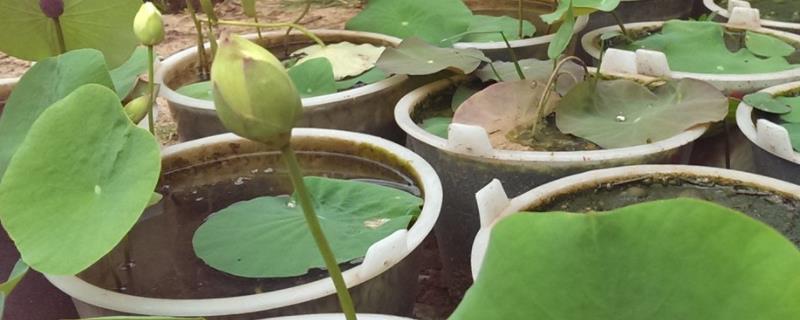 四季碗莲种植方法