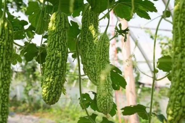 春季苦瓜栽培技术，选择适宜当地种植和消费习惯的品种