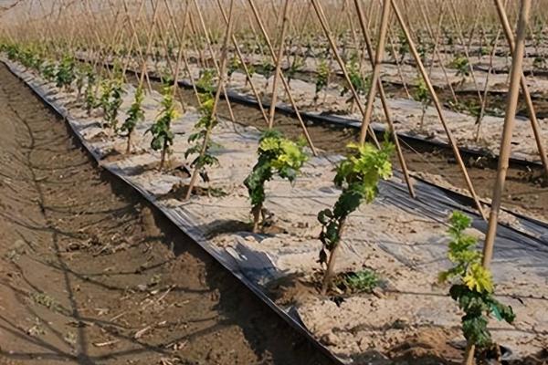 春季苦瓜栽培技术，选择适宜当地种植和消费习惯的品种