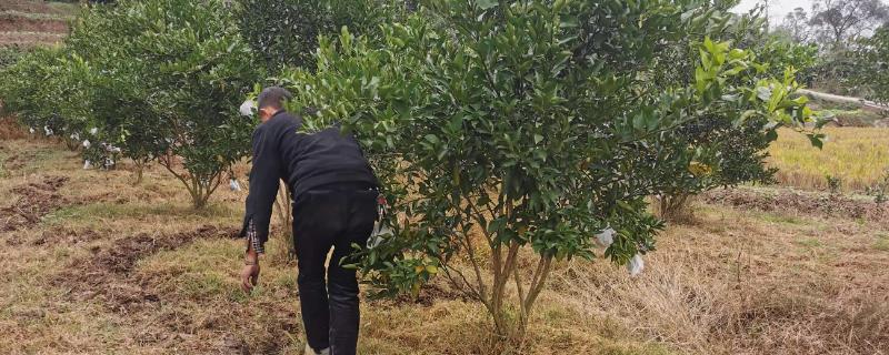 柑橘冬季如何施肥