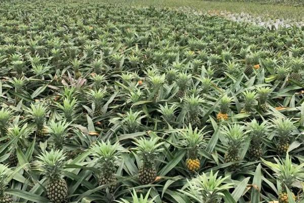 反季节菠萝种植技术，重用钾肥是高产的关键