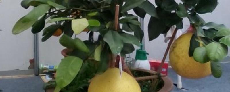 柚子怎么种盆栽