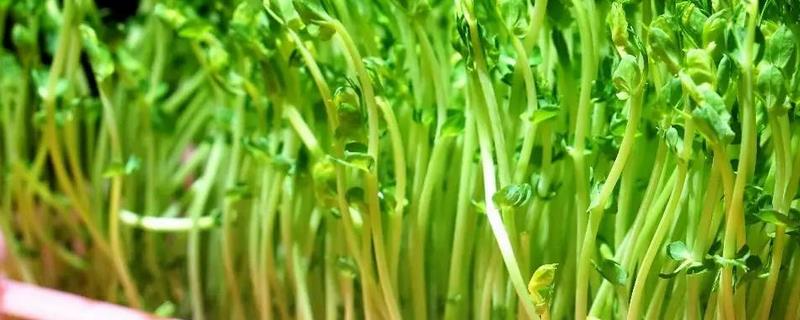 黄豆苗的家庭种植方法