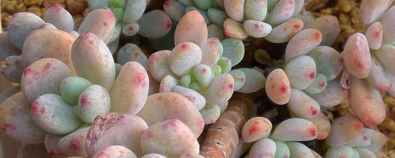 多肉劳尔怎么养