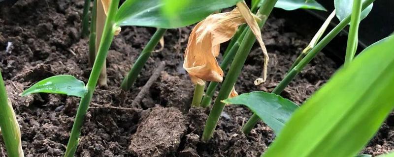 生姜在花盆种植方法